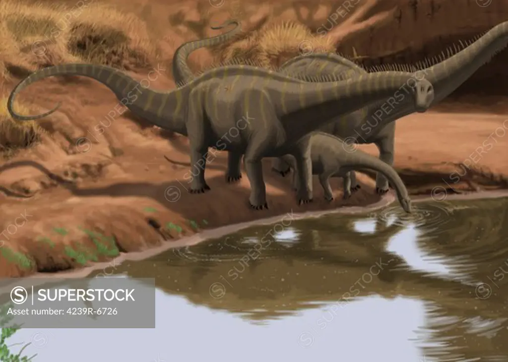 Apatosaurus dinosaurs drinking water at the edge of a lake.