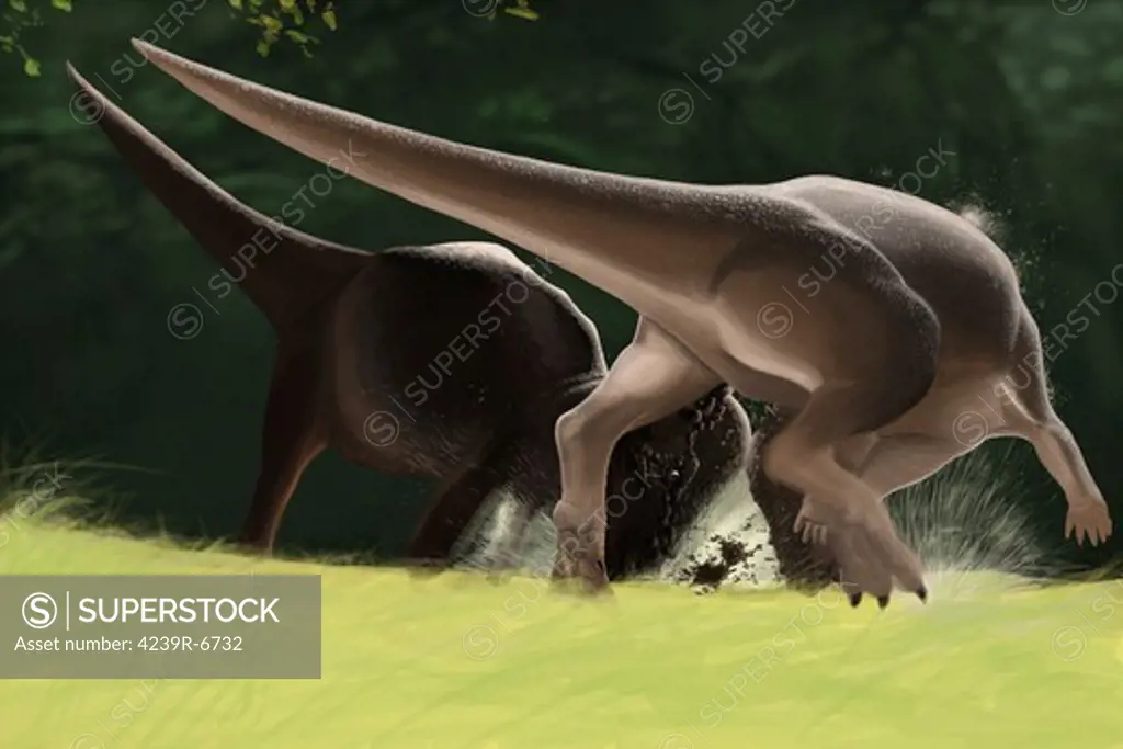 Confrontation between two Pachycephalosaurus dinosaurs.