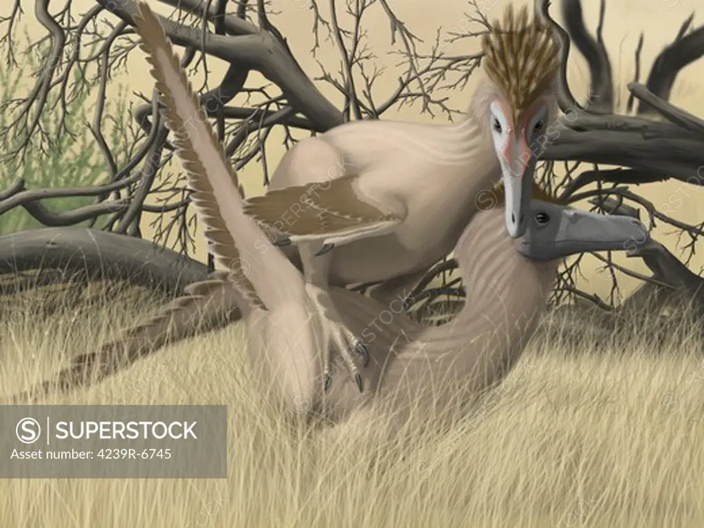 Two Velociraptor's during mating season.