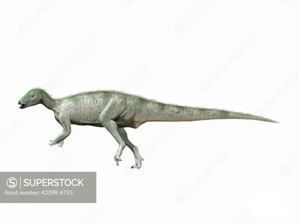 Hypsilophodon foxii, Early Cretaceous of England.