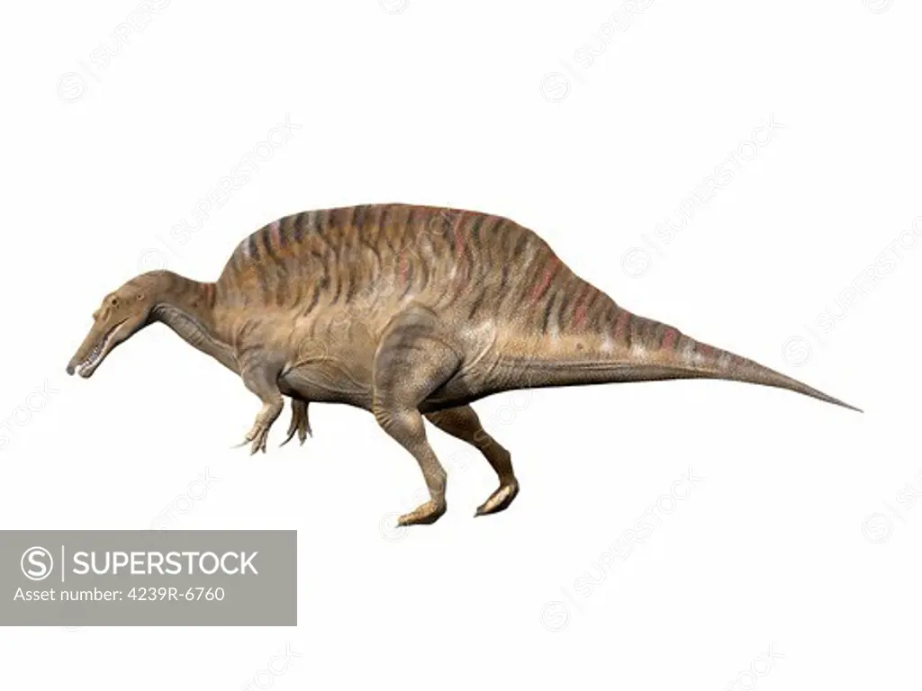 Spinosaurus aegyptiacus, Early Cretaceous of Egypt.