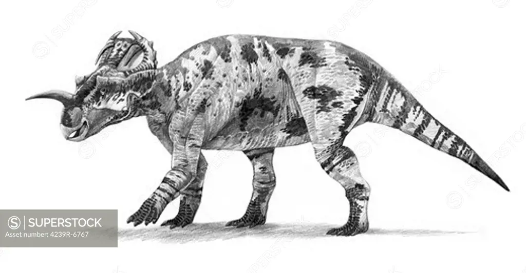 Centrosaurus apertus from the Campanian (Late Cretaceous) of Alberta, Canada.