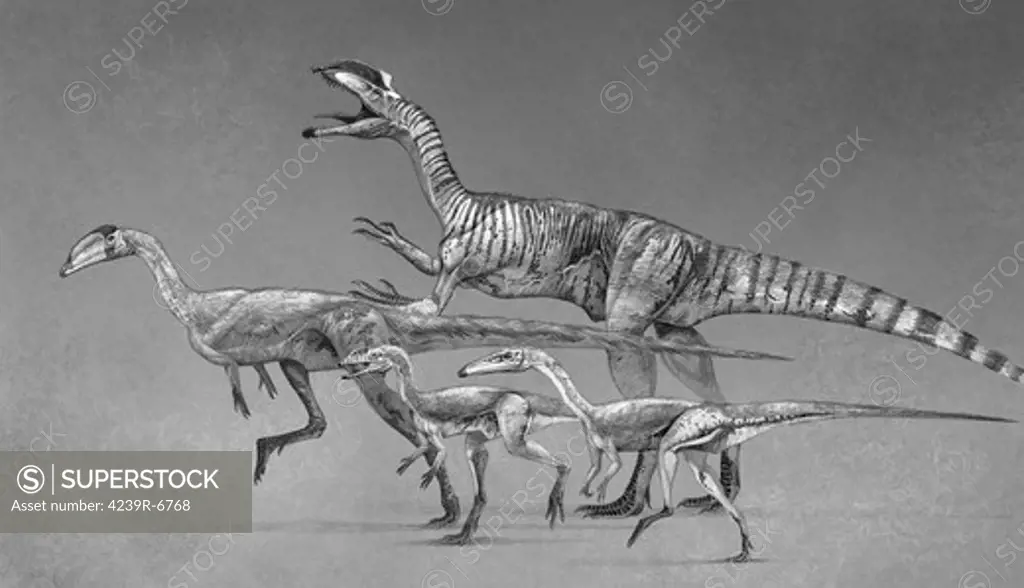 Coelophysoids diversity: Coelophysis bauri (gracile morph), Syntarsus kayentakatae, Liliensternus liliensterni, and Dilophosaurus wetherilli. Late Triassic to Early Jurassic Period.