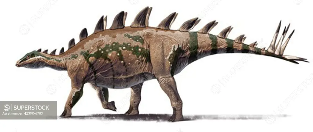 The basal stegosaurid Tuojiangosaurus multispinus, from Shishugou, China. Oxfordian, Late Jurassic.