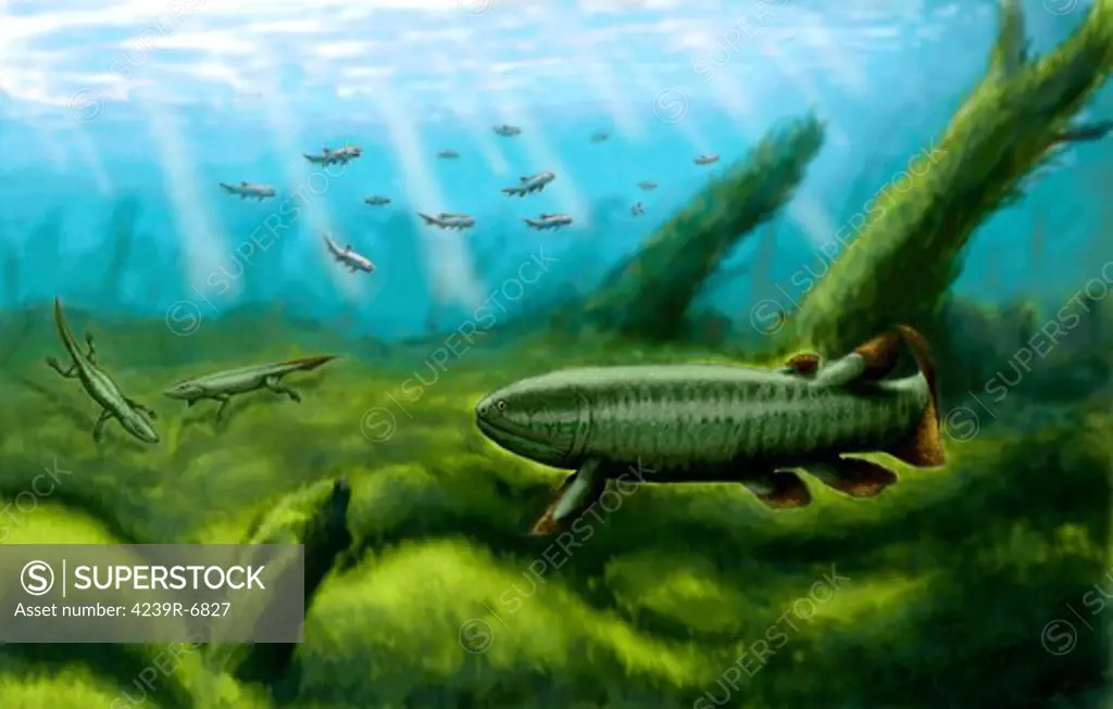 Holoptychius nobilissimus, Tulerpeton and Moythomasia, all prehistoric fish from the Devonian period.
