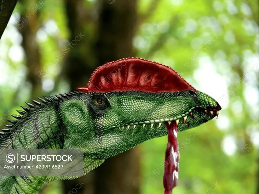 Dilophosaurus wetherilli with a piece of flesh hanging out of its mouth.