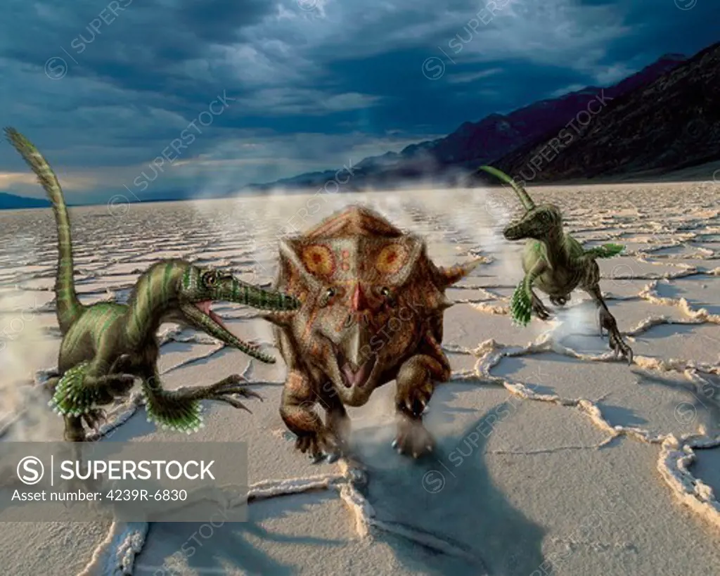 Velociraptor chase a Bagaceratops in a prehistoric desert.
