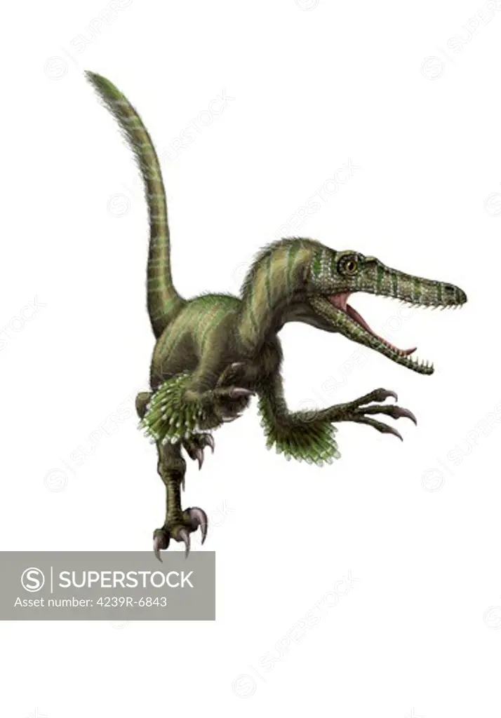 Velociraptor, white background.