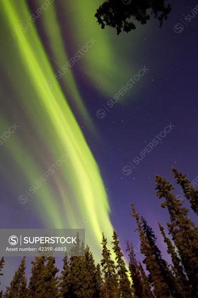 Aurora Borealis with trees, Whitehorse, Yukon, Canada.