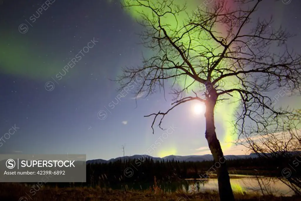 Aurora Borealis with tree and Pleiades, Whitehorse, Yukon, Canada.