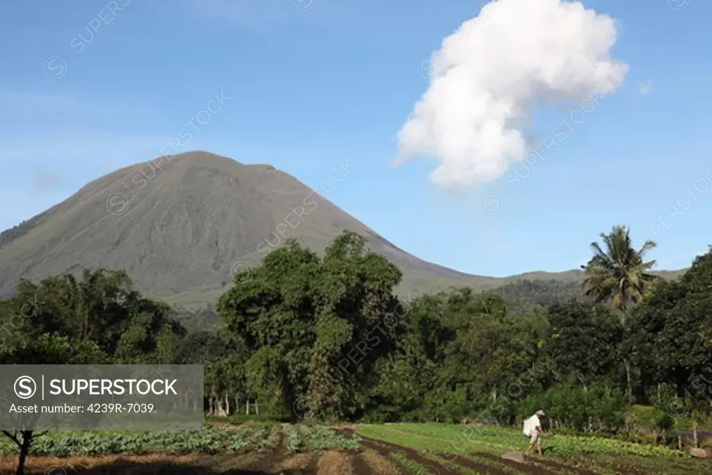 December 8, 2012 - Agriculture near Kinilow town at foot of Lokon-Empung volcano, Sulawesi, Indonesia.