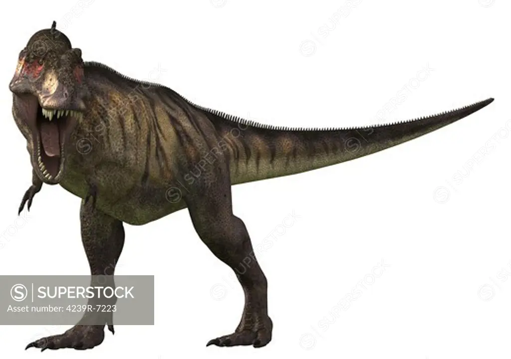 Tyranosaurus Rex, a large carnivore of the Cretaceous Period.