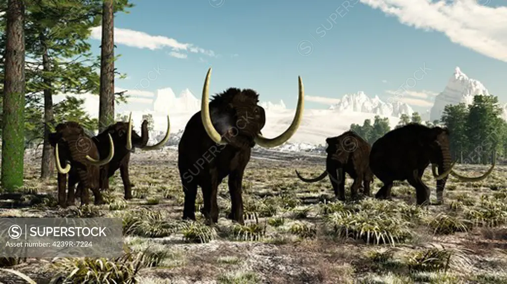 Woolly Mammoths in Europe or almost anywhere in the northern hemisphere, circa 10,000-30,000 years ago.