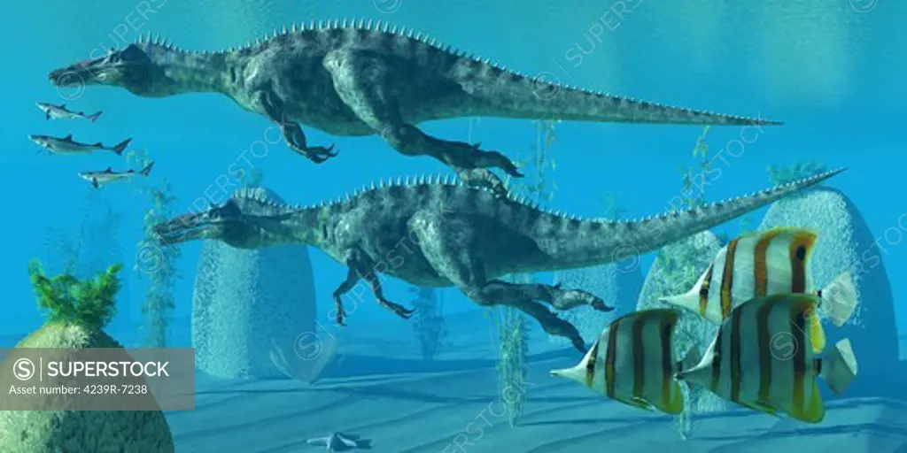 Two Suchomimus dinosaurs dive and search for big fish prey to capture and eat.