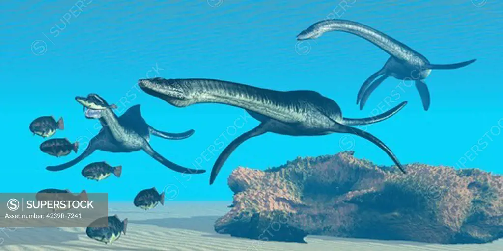 A pack of Plesiosaurus dinosaurs hunt a school of Dapedius fish in prehistoric seas.