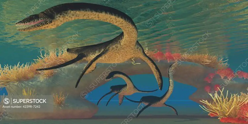 Three Plesiosaurus dinosaurs swim near a natural coral reef bridge in shallow seas.