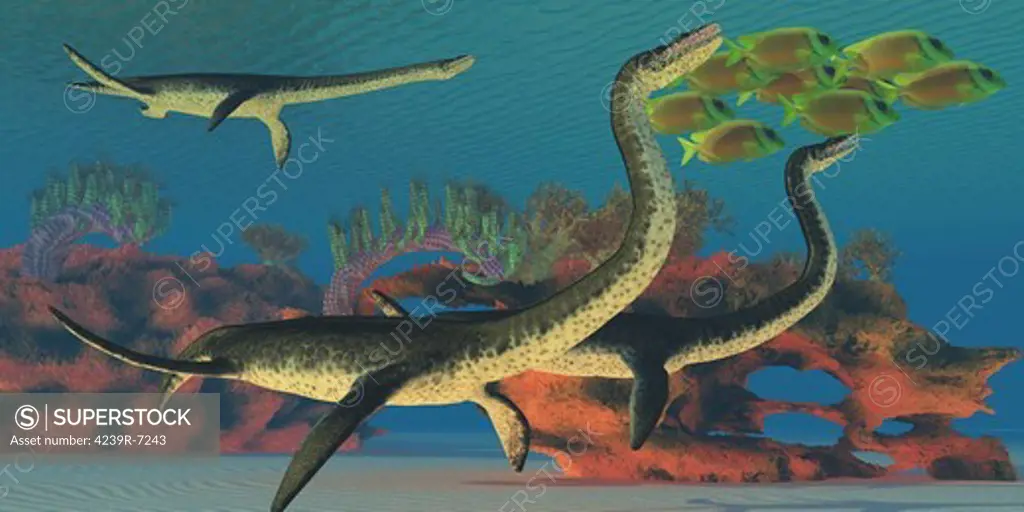 A school of Lemonpeel Angelfish swim together for protection from Plesiosaurus dinosaurs.