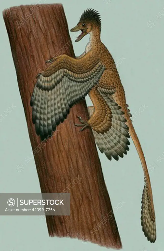 Microraptor gui, a winged small theropod from the Early Cretaceous period.
