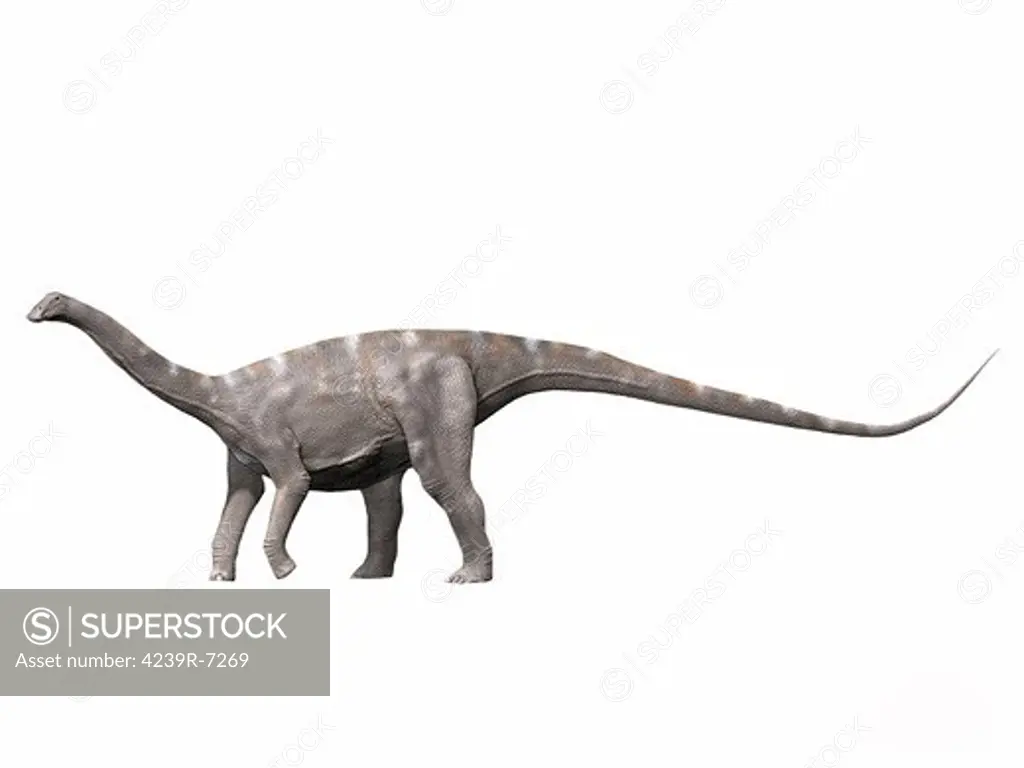 Nigersaurus taqueti, Early Cretaceous of Niger.