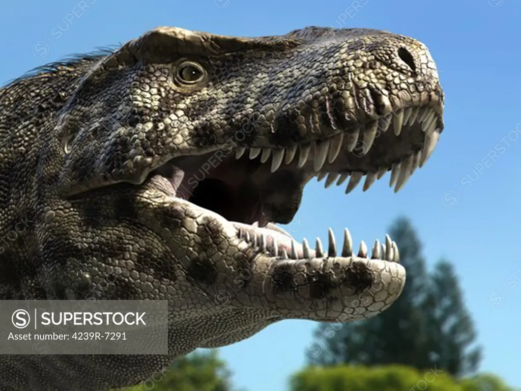 Detailed headshot of Tyrannosaurus Rex. Tyrannosaurus rex was a carnivore dinosaur that lived during the late Cretaceous Period in North America.