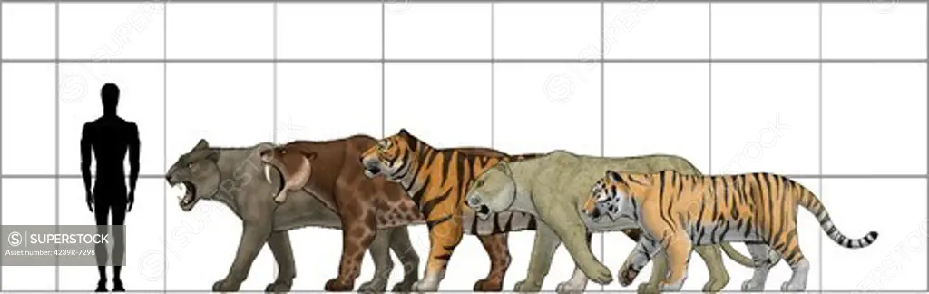 Big felines size chart, featuring Panthera leo atrox, Smilodon populator, Panthera tigris acutidens, Panthera leo spelaea and Panthera tigris altaica (the modern siberian tiger).