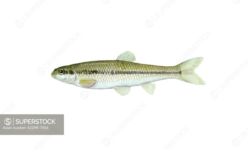 Illustration of a bluntnose minnow (Pimephales notatus), freshwater fish.