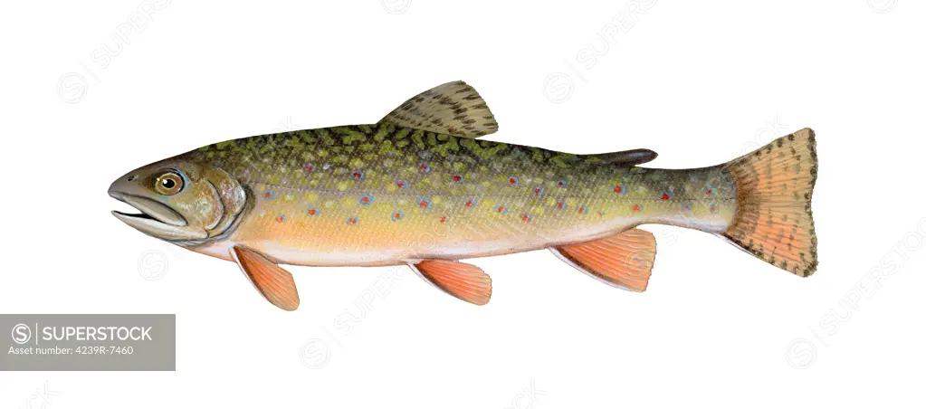 Illustration of a brook trout (Salvelinus fontinalis).