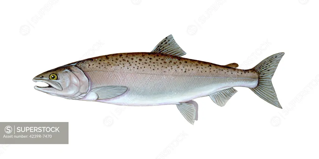 Illustration of a coho salmon (Oncorhynchus kisutch).