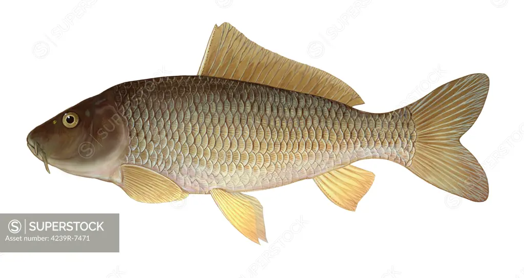 Illustration of a common carp (Cyprinus carpio), freshwater fish.