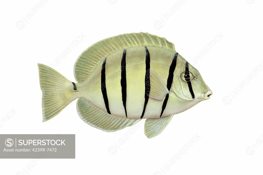 Illustration of a convict tang fish (Acanthurus triostegus).