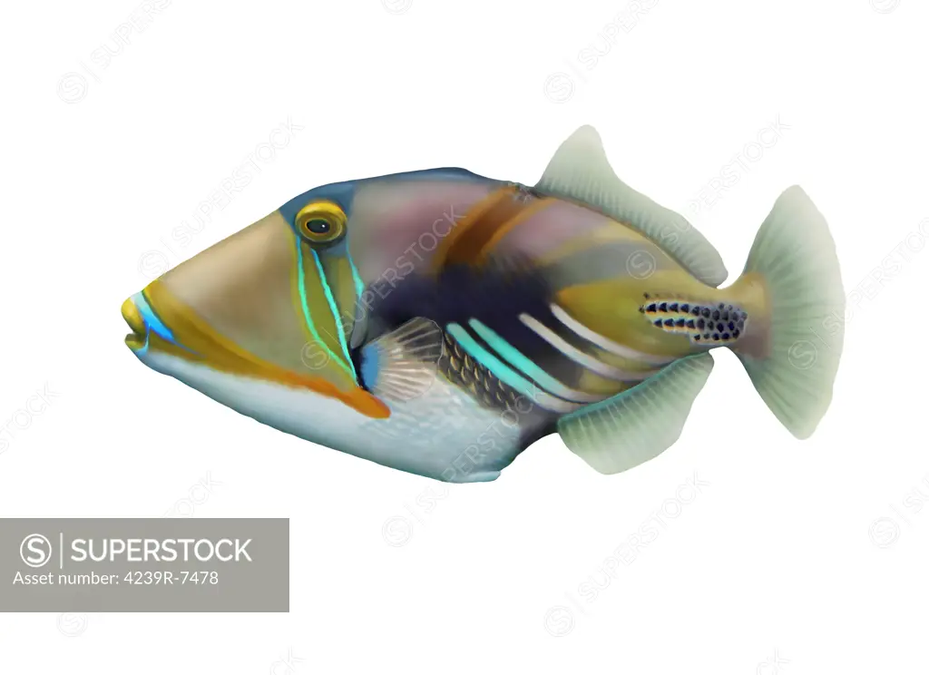 Illustration of a Picasso triggerfish (Rhinecanthus aculeatus).
