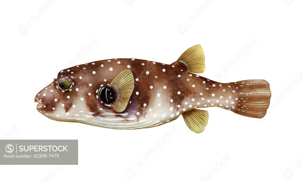 Illustration of a pufferfish, white background.