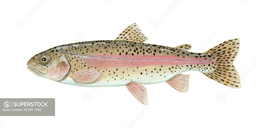 Illustration of a rainbow trout (Oncorhynchus mykiss).