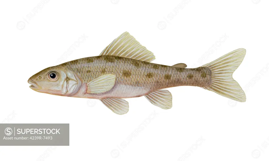 Illustration of a trout-perch (Percopsis omiscomaycus), freshwater fish.