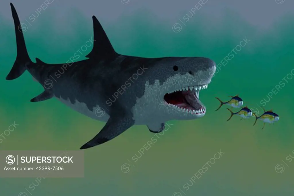 Several Tuna fish try to escape from a huge Megalodon shark in prehistoric times.