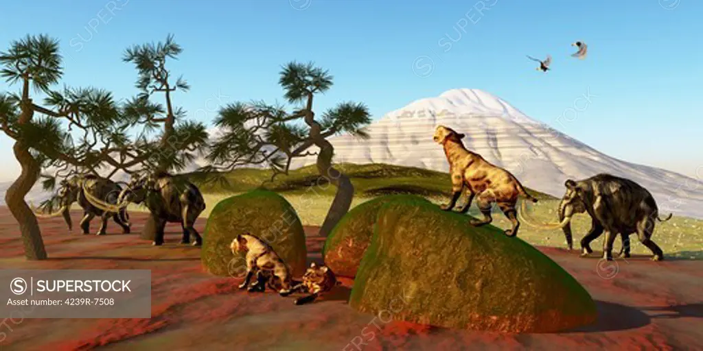 A family of Saber Toothed Tigers watch a herd of Woolly Mammoths pass by their den.