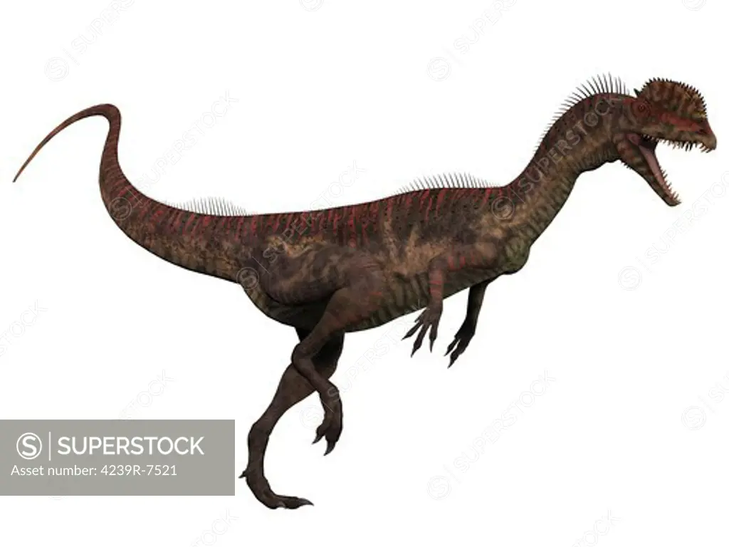 Dilophosaurus, a theropod predatory dinosaur that lived in the Jurassic period and adorned two crests on its skull.