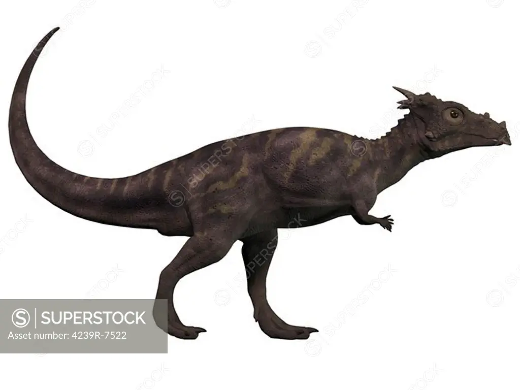 Dracorex, a herbivorous dinosaur from the Cretaceous period.