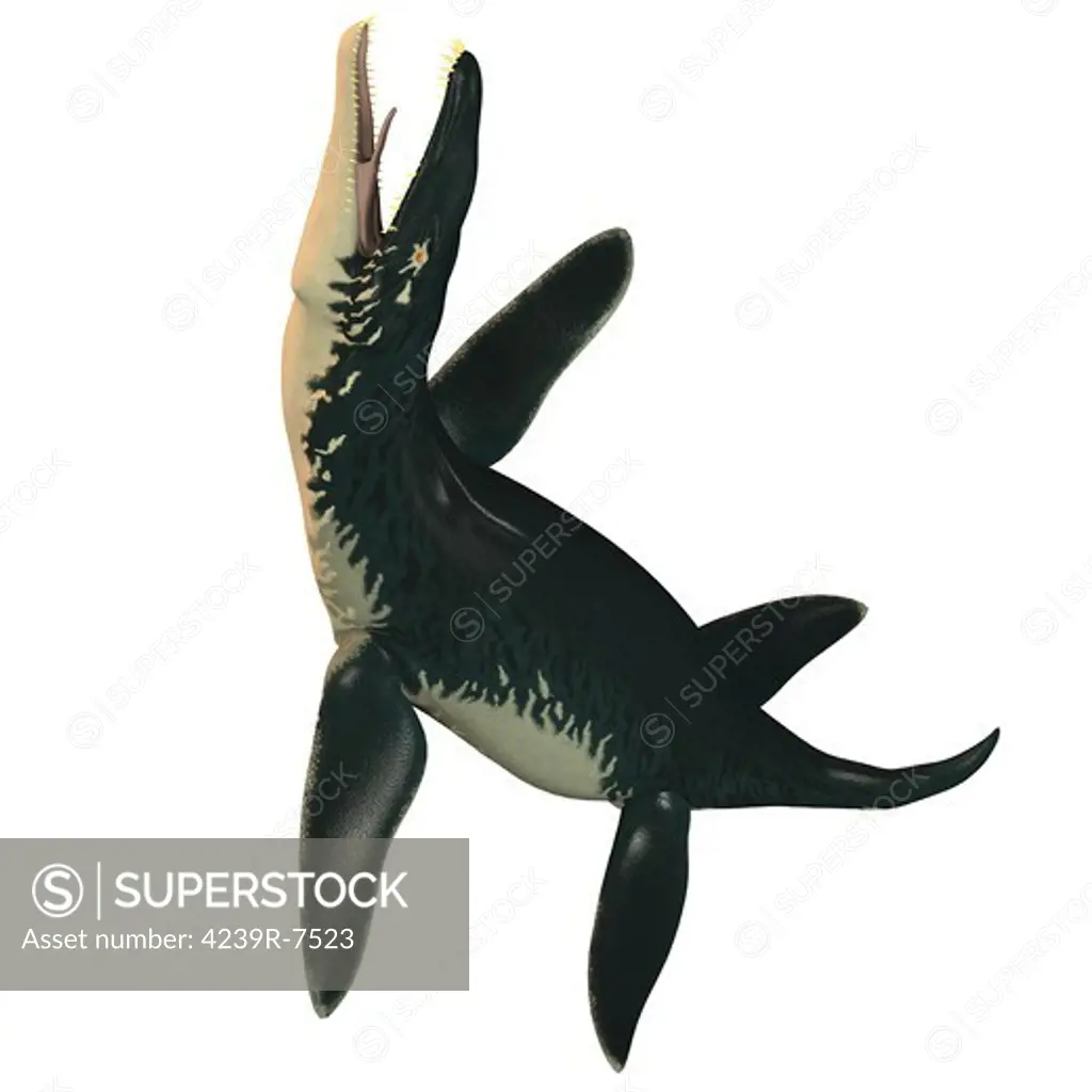 Liopleurodon, a large carnivorous marine reptile from the Jurassic period.