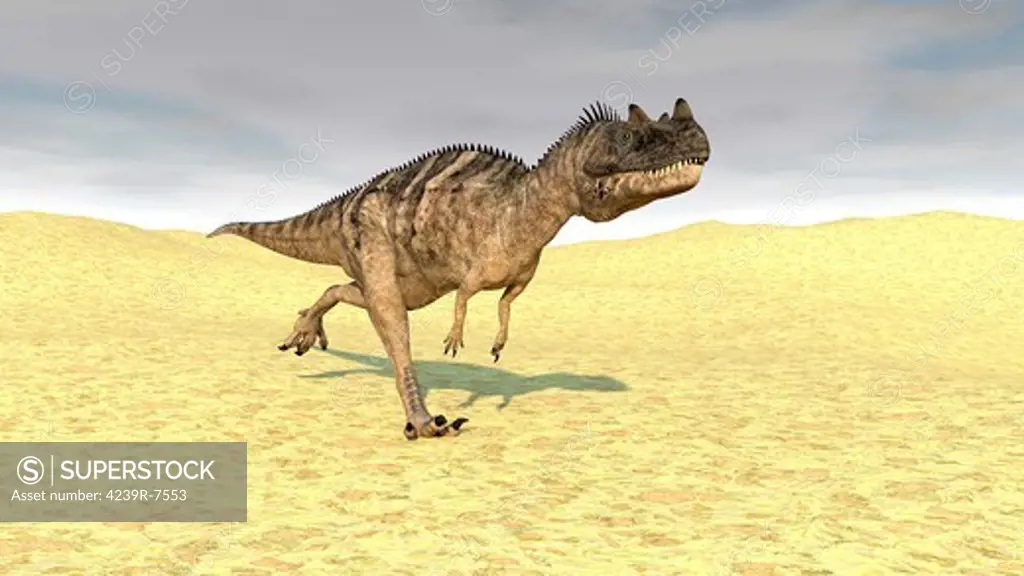 Ceratosaurus running across a barren desert.