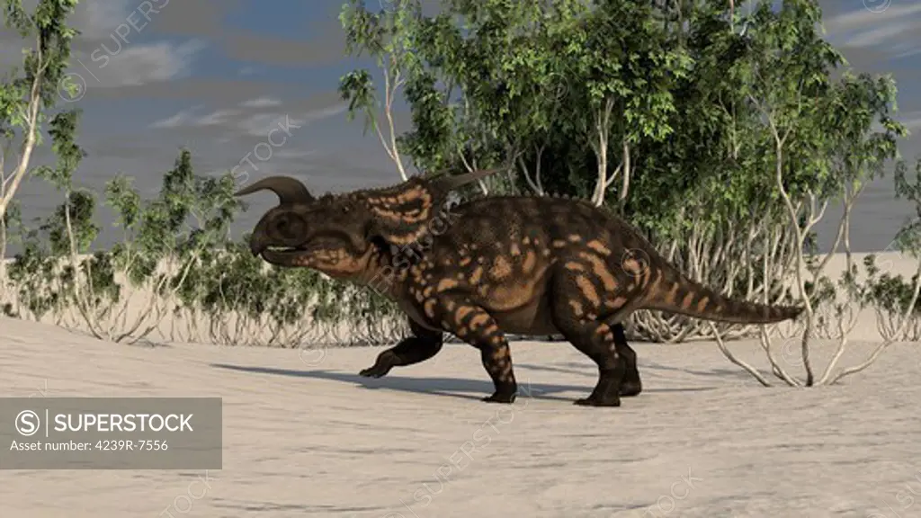 Brown Einiosaurus in a desert environment.