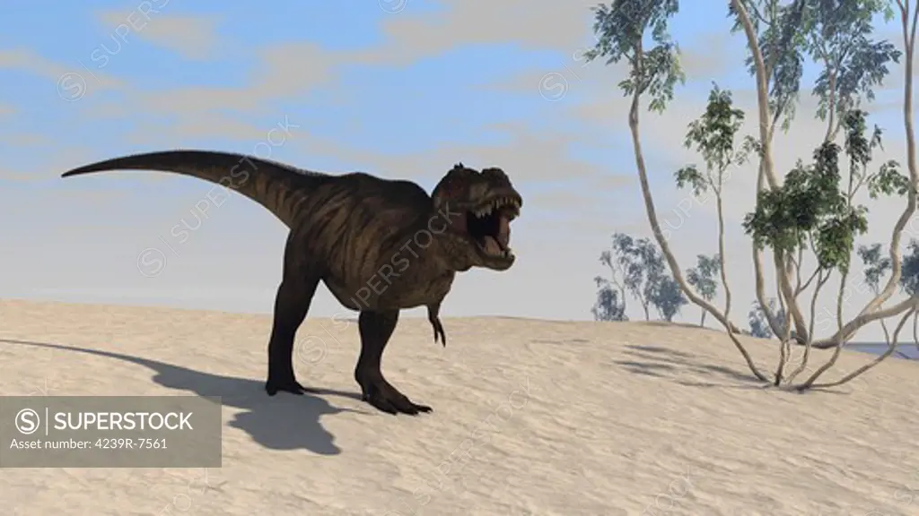 Tyrannosaurus Rex hunting in an open desert.