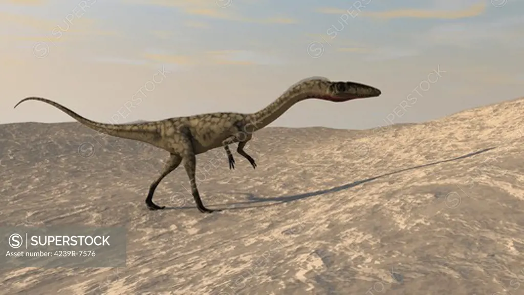 Suchomimus walking through a desert environment.