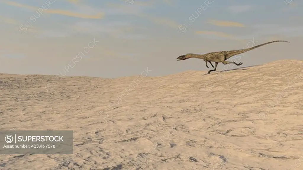 Coelophysis running across a barren desert.