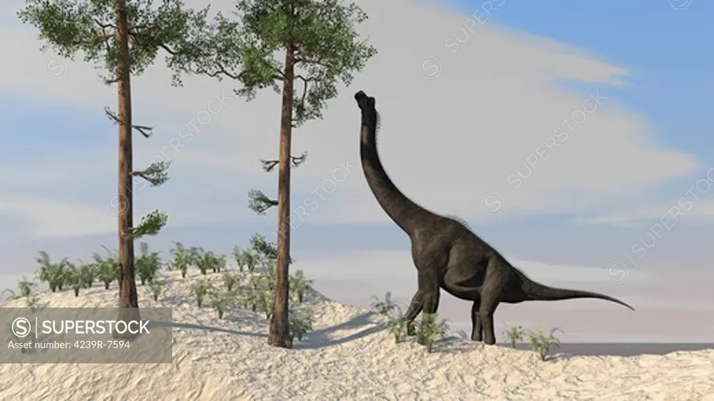 Large Brachiosaurus grazing on tall trees.