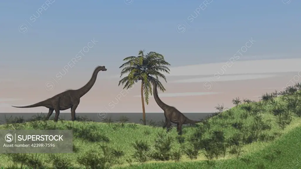 Two large Brachiosaurus grazing on a tall tree.