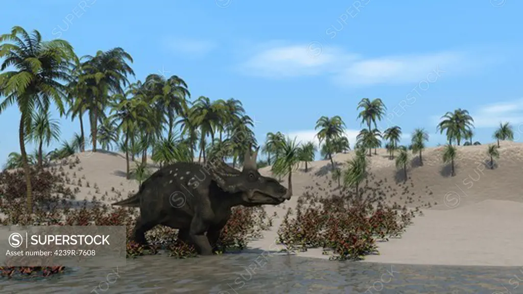 Triceratops walking along the shoreline.