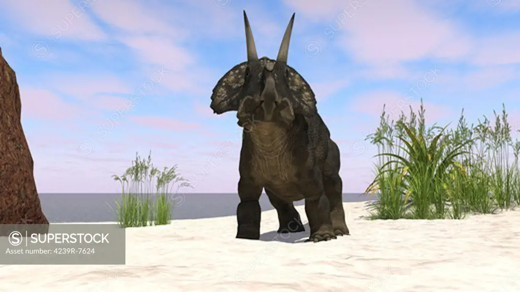Triceratops on a beach.