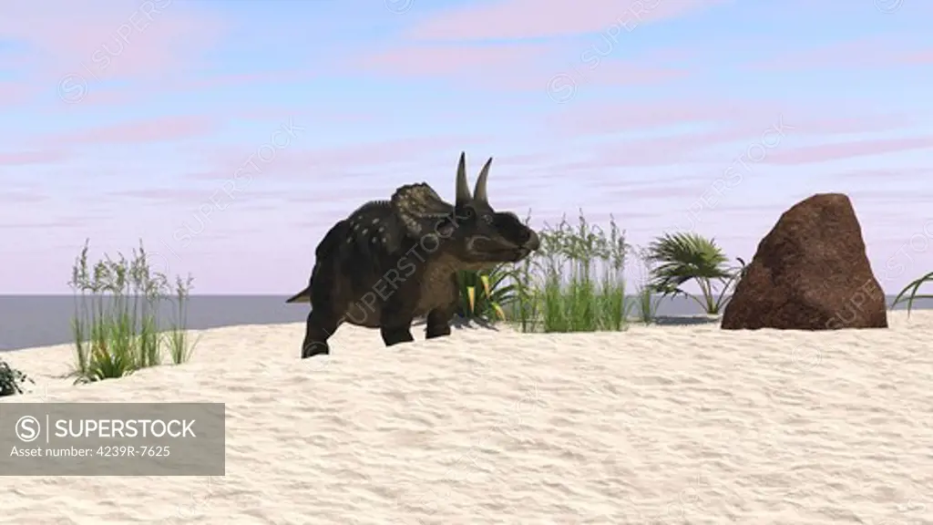 Triceratops on a beach.