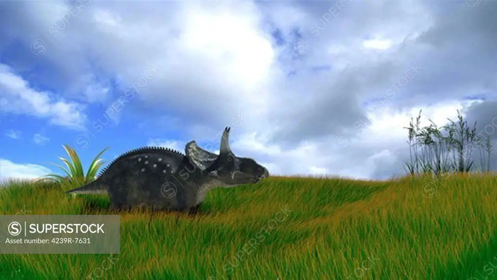 Triceratops walking across prehistoric grasslands.